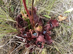 Sarracenia purpurea venosa