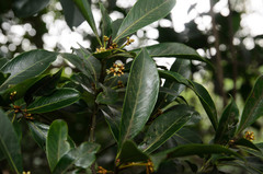 Sideroxylon wightianum