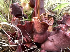 Sarracenia purpurea venosa