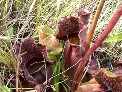 Sarracenia purpurea venosa
