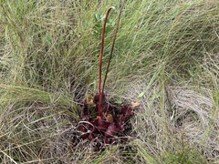 Sarracenia purpurea venosa