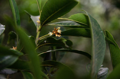 Sideroxylon wightianum