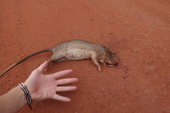 Cricetomys gambianus