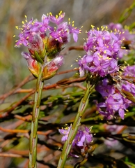 Lachnaea montana