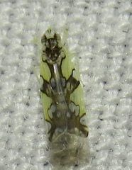 Protalebrella conica