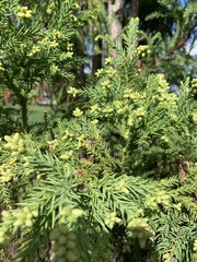 Cryptomeria