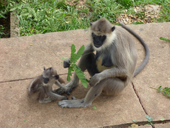 Semnopithecus priam thersites