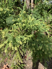 Cryptomeria