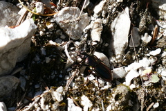Pterostichus burmeisteri