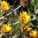 Beard Capethistle - Photo (c) Tony Rebelo, some rights reserved (CC BY-SA), uploaded by Tony Rebelo