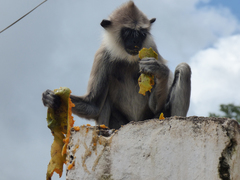 Semnopithecus priam thersites
