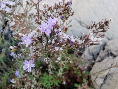 Limonium cordatum