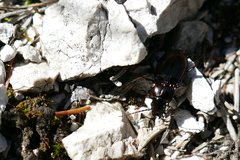 Pterostichus burmeisteri