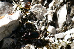 Pterostichus burmeisteri