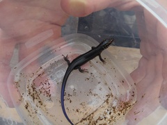 Plestiodon obsoletus