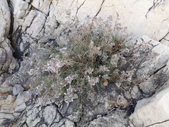 Limonium cordatum