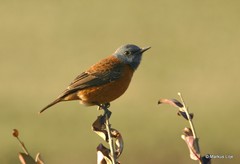 Monticola rupestris