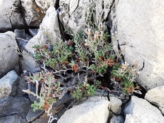 Limonium cordatum