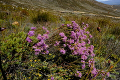 Lachnaea montana