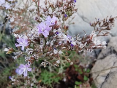Limonium cordatum