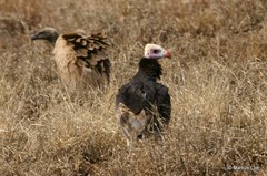 Trigonoceps occipitalis