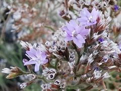 Limonium cordatum