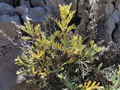 Artemisia maritima
