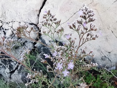 Limonium cordatum