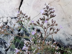 Limonium cordatum