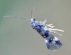 Chrysoesthia