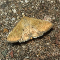 Heliocheilus paradoxus