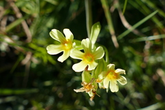 Primula elatior