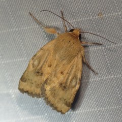 Heliocheilus paradoxus