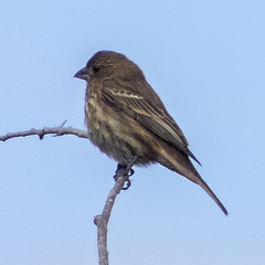 Haemorhous mexicanus