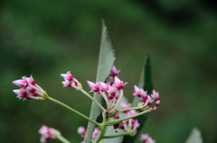 Ardisia conspersa