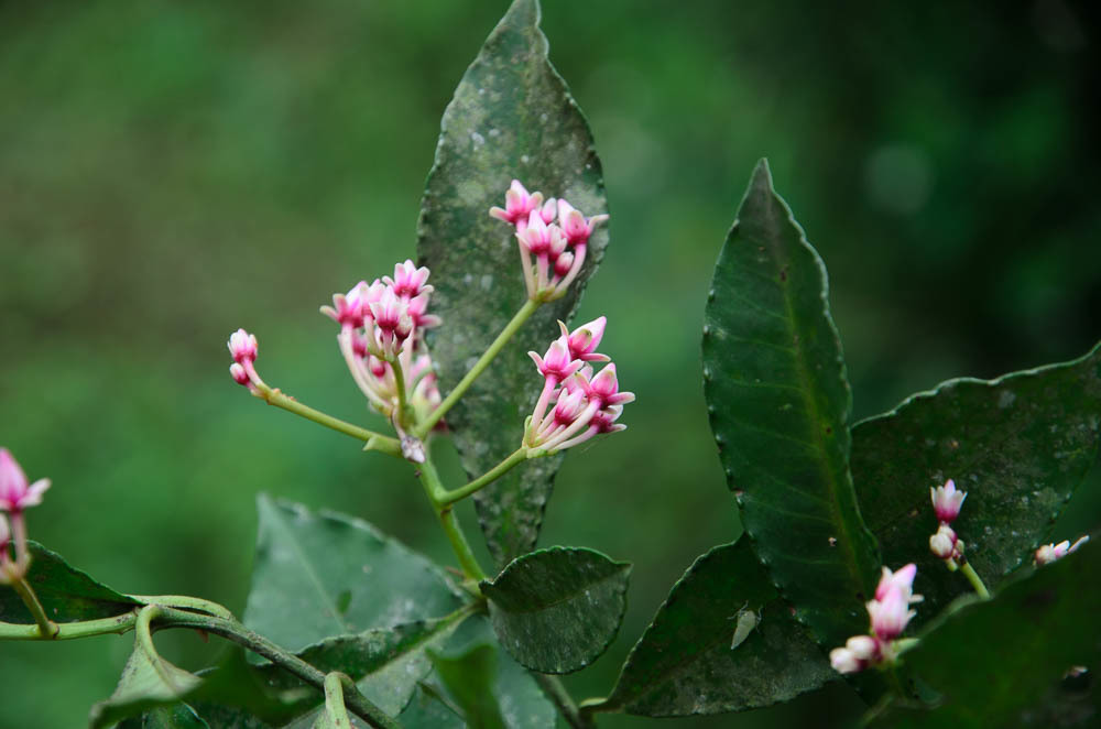 Ardisia conspersa (Ardisia conspersa)