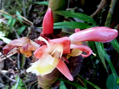 Aframomum angustifolium