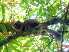 Prolemur simus