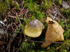 Tricholoma