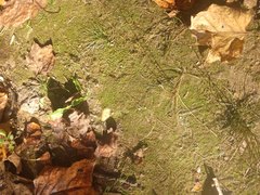 Bryoerythrophyllum columbianum