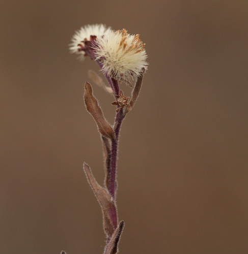 Karčioji Šiušelė nuotrauka