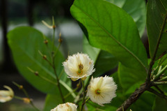 Elaeocarpus grandiflorus