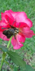 Pachylis gigas
