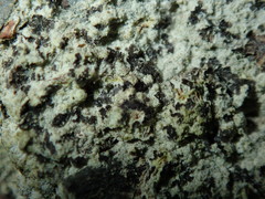 Felipes leucopellaeus