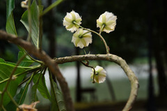 Elaeocarpus grandiflorus