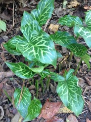 Arum italicum