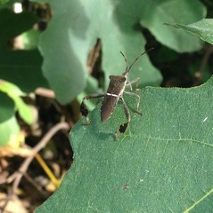 Leptoglossus phyllopus