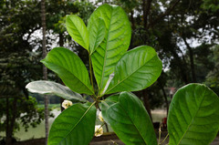 Elaeocarpus grandiflorus