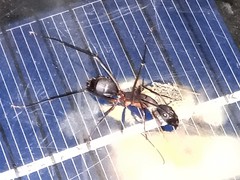 Camponotus etiolipes