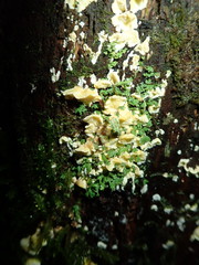 Antrodiella citrinella
